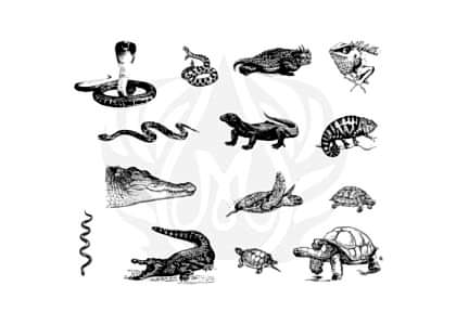 Mayco Designer Silkscreen: Reptiles